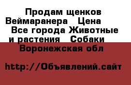 Продам щенков Веймаранера › Цена ­ 30 - Все города Животные и растения » Собаки   . Воронежская обл.